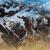 Capcom Admits It's Been A "Painstaking" Process Porting Monster Hunter Wilds To Switch 2